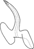 Aedeagus, lateral view on Erythridula inconspicua (Johnson, 1935): Aedeagus, lateral view. (Observation).