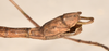 CollectionObject 1559679; 03404040-4875-4a90-9049-33fc2e48c2d8: copyright OUMNH. male: end of abdomen, lateral view (holotype). (CollectionObject).