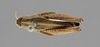 CollectionObject 1590382; 024e1ef9-b79f-4a87-8b2a-91222a7ef567: female, dorsal view (paralectotype). (CollectionObject).