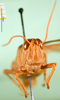 CollectionObject 1502154; a4b38459-b54b-477a-8916-cb7677b1e8f8: female, frontal view (paralectotype). (CollectionObject).