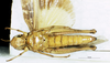 CollectionObject 1507073; 9140f00e-f51f-4491-90d4-f9862417acd5: female, ventral view (holotype of Gastrimargus clepsydrae). (CollectionObject).