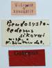 CollectionObject 1585239; b7e0963d-4e6b-4d5e-b7d5-54264d1d9e3f: labels (syntype). (CollectionObject).