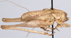 CollectionObject 1527092; ae1f098b-1048-4f8a-9c3e-401653cec50e: male, lateral view (holotype). (CollectionObject).