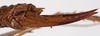 female ovipositor (syntype). Depicts CollectionObject 1534679; f81ecc9e-18df-4391-ac24-8605e4498df7, a CollectionObject.