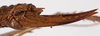 CollectionObject 1534679; f81ecc9e-18df-4391-ac24-8605e4498df7: female ovipositor (syntype). (CollectionObject).