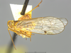 Habitus, lateral view: (Observation).