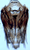 Subgenital plate: !! display not done !! on Scaphytopius torridus (Ball, 1916): Ohio State U. (Observation).