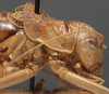 CollectionObject 1506522; c5b8f0fd-febc-499f-8af6-dd8d4d533c6a: male pronotum, lateral view (lectotype). (CollectionObject).