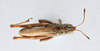 CollectionObject 2775457; eefbc6ab-af10-4f3d-a3ec-6bdd232b46a1, CNCI 981839: Aeropedellus arcticus. Dorsal view. (CollectionObject).
