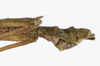 CollectionObject 1557081; ee83db3c-c298-4bfd-97a6-4bf99992b93a: copyright ZMUH, Hamburg. male: end of abdomen, lateral view (syntype). (CollectionObject).;CollectionObject 1557082; 23000b72-56cc-4352-b179-0532f7f9af54: copyright ZMUH, Hamburg. male: end of abdomen, lateral view (syntype). (CollectionObject).;CollectionObject 1557083; 6768d7bd-8771-437c-a457-e6fa230fbd93: copyright ZMUH, Hamburg. male: end of abdomen, lateral view (syntype). (CollectionObject).