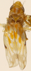 Habitus, dorsal view: !! display not done !! on Erasmoneura vulnerata (Fitch, 1851): Habitus (holotype of E. gradata Rob., KSEM collection). (Observation).