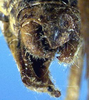 CollectionObject 1531905; e22effd1-71b1-4887-989a-ca6bff1a9fb9: male abdomen tip (holotype). (CollectionObject).