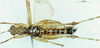 CollectionObject 1507045; 05a95948-22e5-4f46-8d45-8a91daf9c249: male, ventral view (holotype). (CollectionObject).
