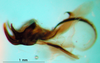 CollectionObject 1500760; f05baea1-9bd1-4109-8111-1aab8a4f5a1d: phallic complex, lateral view (holotype or lectoytpe of Modicogryllus laqueatus). (CollectionObject).