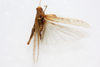 CollectionObject 1541142; 23a88d1c-774c-4bce-97ed-3eff1b2fec64: female, dorsal view (holotype of Hyalorrhipis maculipennis). (CollectionObject).