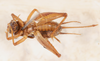 CollectionObject 1585735; 8fa27623-194f-4931-acaf-1bae2752e047: female, ventral view (allotype). (CollectionObject).