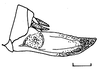 Rhomboptera selangorensis Muzamil, 2005: Fig. 10 (reproduced with permission). ovipositor (scale bar 5 mm). (Otu).