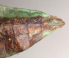 CollectionObject 1561216; NHMUK(SF IMPORT DUPLICATE) 845232, 908f71f4-d99b-40c0-a088-ef111909a049: copyright Natural History Museum, London. female: end of abdomen, ventral view (holotype). (CollectionObject).