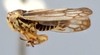 Habitus, lateral view on Oncopsis speciosa Hamilton, 1987: (Observation).