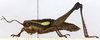 CollectionObject 1580809; 6ae1ec22-52fd-41bd-8746-222e3283ac79: female, lateral view. (CollectionObject).