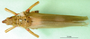 CollectionObject 1501823; 221055d6-1d14-47a2-b08d-ee60a4376636: female, dorsal view. (CollectionObject).