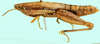 Pseudotristria manicae (Miller, 1949): female, lateral view. (Otu).