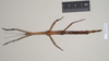 Lonchodes brevipes Gray, 1835: copyright Natural History Museum, London. female of synonym Lonchodes pterodactylus (syntype). (Otu).