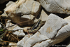 CollectionObject 1598746; 7ca37897-42e7-4a11-8e73-750ab0b79db9: female. (CollectionObject).;CollectionObject 1598747; a712210e-d95b-4b67-9430-fe6b4ed613b4: female. (CollectionObject).