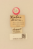 CollectionObject 1517852; 3d76b8bd-c5f1-4910-9ec5-98005e1d56e7, NHMUK012497181: labels (holotype). (CollectionObject).