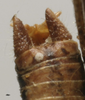 CollectionObject 1535142; 0ea891b6-e6a5-4ec7-b980-bbdb297ef3cb: male cerci (holotype). (CollectionObject).