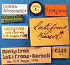 CollectionObject 1500565; 2e815fd3-38dc-44c4-99bd-7f27718aeece: labels (lectotype). (CollectionObject).