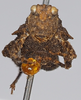CollectionObject 1516348; cd361476-2604-4899-8ac7-bfb7fc2b6a82: male, frontal view (syntype). (CollectionObject).