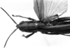 CollectionObject 1565694; 52aa0a8d-51bf-49aa-8354-fcbaf45293f6: Image Carbonell, C.S. female head and pronotum, dorsal view (syntype). (CollectionObject).