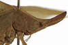 CollectionObject 1529743; NHRS NRM-ORTH0009197, 49682db8-3297-4dbf-8e63-9bbe870ab061: male head and pronotum lateral (holotype). (CollectionObject).