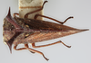 Habitus, dorsal view on Elaphiceps javanensis Funkhouser, 1937: (Observation).