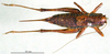 CollectionObject 1502692; 6343c796-3c2e-473c-883b-837d9b8252ad: female, dorsal view (paratype). (CollectionObject).