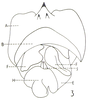 Peringueyacris namaqua (Péringuey, 1916): Fig. 25.3. phallic complex, dorsal view. (Otu).