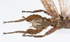 CollectionObject 1590151; b4bef1b9-2b4f-45c3-9e47-a7b544ef986c: copyright ZSMC, Munich. male: head & thorax, dorsal view (holotype). (CollectionObject).