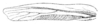 Neoconocephalus rugosicollis (Bolívar, 1881): Pl. III, Fig. 44. left tegmen (probably male, length 36 mm). (Otu).