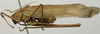 CollectionObject 1566243; d84bdfc8-14f9-476f-b8c4-2a5bb07ced55: male, lateral view (paratype). (CollectionObject).
