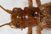 CollectionObject 1531188; 50b062db-a865-4c00-ae02-37d0a1f89f8b: female head and pronotum, dorsal view (holotype of Gryllacris haitensis). (CollectionObject).