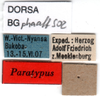 CollectionObject 1581115; aeaa837d-8d9e-4cbb-bd74-324e15303e0b: labels (paratype of Phaeophilacris affinis). (CollectionObject).