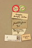 CollectionObject 1516677; 6ae74e68-128d-424e-9410-ee803ebe20d0, NHMUK013804018: labels (holotype). (CollectionObject).