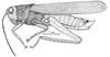 Zoniopoda hempeli Bruner, 1911: Fig. 19. male habitus (from Brasil, Rio Grande do Sul, Ronda Alta, body length 31mm). (Otu).