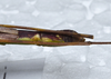 CollectionObject 1576280; 7f77f770-5950-4fa5-a637-d2c728396a69: copyright FRCS, Sabah. female: end of abdomen, lateral view (paratype). (CollectionObject).
