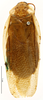 CollectionObject 1587238; MNHN(SF IMPORT DUPLICATE) MNHN-EP-EP1186, 9dc23899-c254-47f1-8e60-28ae720ed8ee: CC BY-NC-ND 4.0/MNHN - Depraetere Marion - 2014. Paratype, male, of puerilis Rehn, 1937. Specimen number: MNHN-EP-EP1186. http://coldb.mnhn.fr/catalognumber/mnhn/ep/ep1186. (CollectionObject).