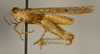 male, lateral view (holotype). Depicts CollectionObject 1527199; 1677782a-f039-4d55-a736-4aa9fa08c750, a CollectionObject.