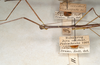 CollectionObject 1557146; 1a814f6e-df9a-4291-8c94-a4daece8f337: copyright St. Petersburg. male: head and thorax, lateral view (syntype). (CollectionObject).