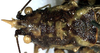 CollectionObject 1516864; 06733ec4-5fff-4cd7-9aff-2aeff3b1a3b7: male head and pronotum, dorsal view (holotype). (CollectionObject).