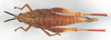 CollectionObject 1573940; 1a1bff59-48c1-4e16-94e3-4252e7da40dc: female, dorsal view (allotype). (CollectionObject).
